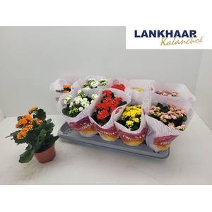 KAL GE PERF GEM 5 KL