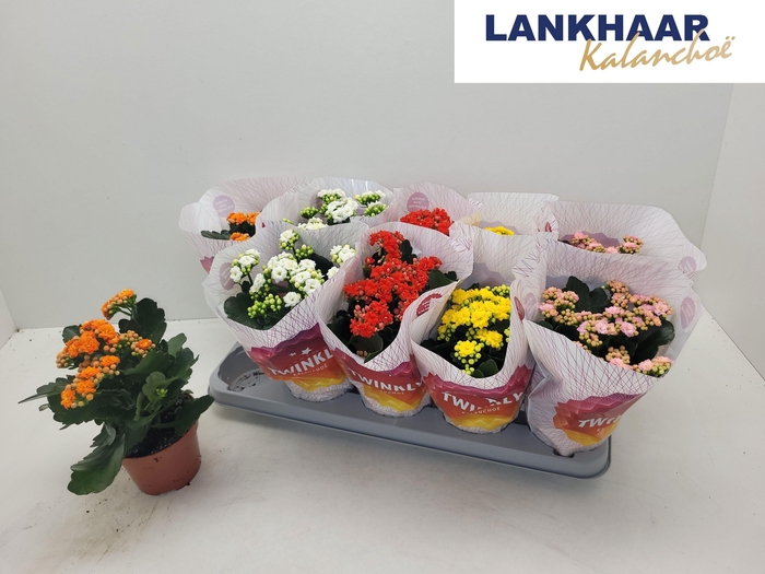 <h4>KAL GE PERF GEM 5 KL</h4>