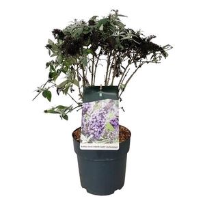 Buddleja d. B. Candy Lila Sweeth.