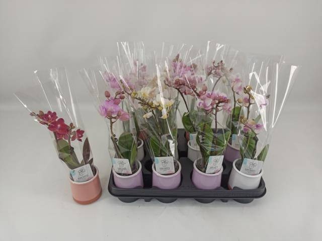 <h4>PHAL MINI</h4>