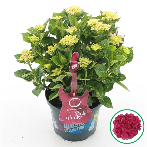 <h4>Hydrangea macr. Music Collection® 'Pink Punk'® C5 (23cm.) Kn.</h4>