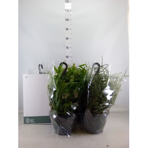 Rhipsalis   ...mix
