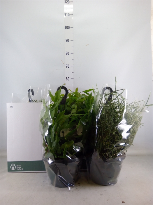 <h4>Rhipsalis   ...mix</h4>