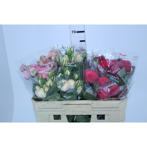 ROSA GARDEN PIANO LINE VARIADA 060 CM