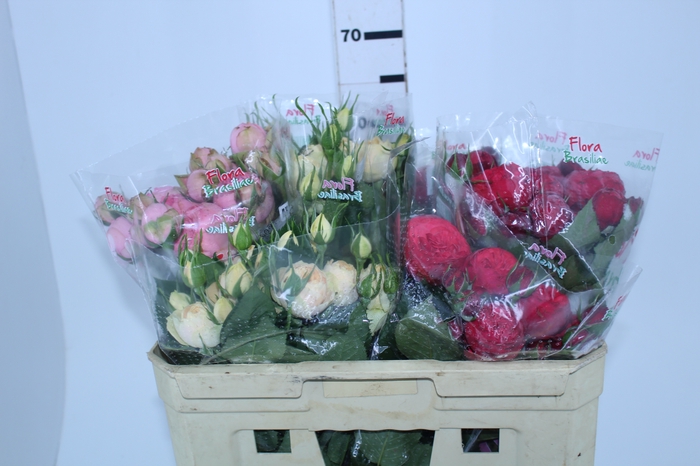 ROSA GARDEN PIANO LINE VARIADA 060 CM