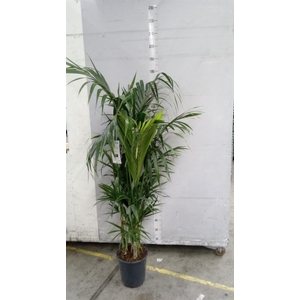 Howea forsteriana