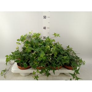 Hedera helix   ...mix 3