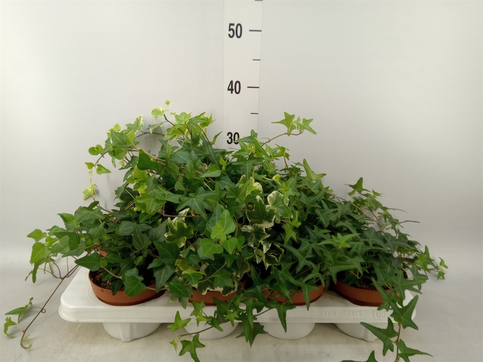 <h4>Hedera helix   ...mix 3</h4>