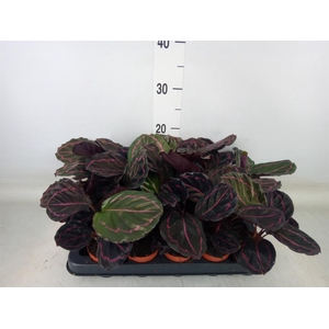 Calathea roseopicta 'Dottie'