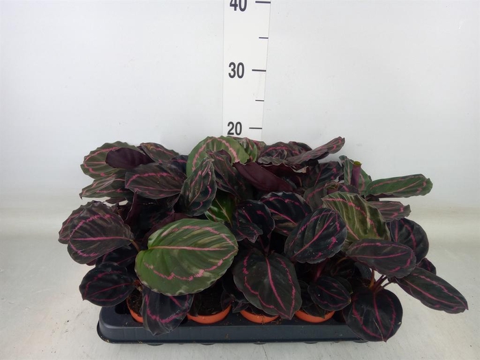 <h4>Calathea roseopicta 'Dottie'</h4>