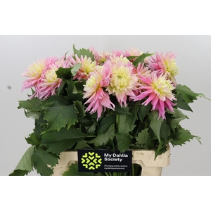 Dahlia Just Married