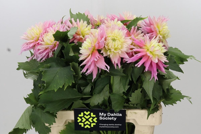 <h4>Dahlia Just Married</h4>