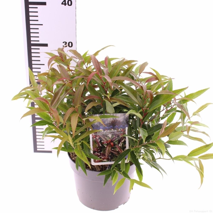 <h4>Leucothoe keidkei 'Burning Love'</h4>