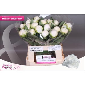 Paeonia Madame Claude Tain