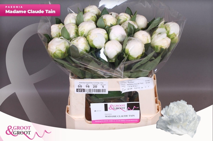 <h4>Paeonia Madame Claude Tain</h4>