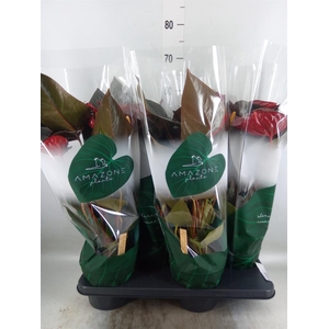 Anthurium andr. 'Delicata'