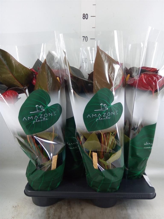 <h4>Anthurium andr. 'Delicata'</h4>
