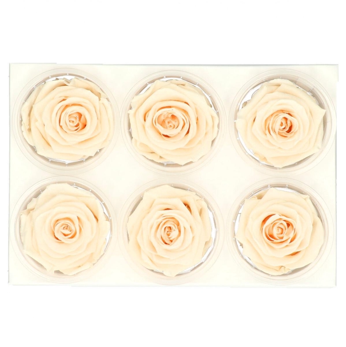 <h4>Preserved Rose 6cm</h4>