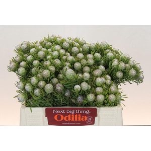 Leucadendron Ayoba Jade Pearl Spray