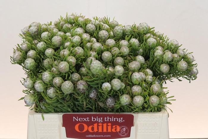 <h4>Leucadendron Ayoba Jade Pearl Spray</h4>