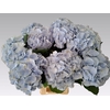 Hydrangea verena blue