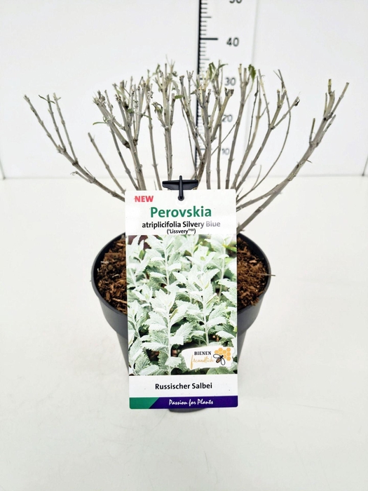 Perovskia Lacey Blue