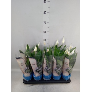 Spathiphyllum  'Alana'