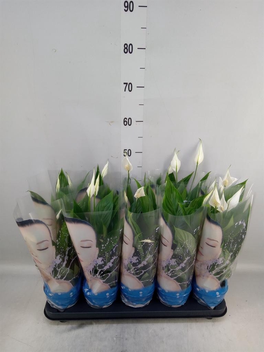 <h4>Spathiphyllum  'Alana'</h4>