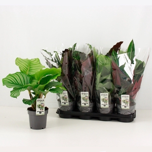 Calathea 14cm exclusive mix (rondbladige types)