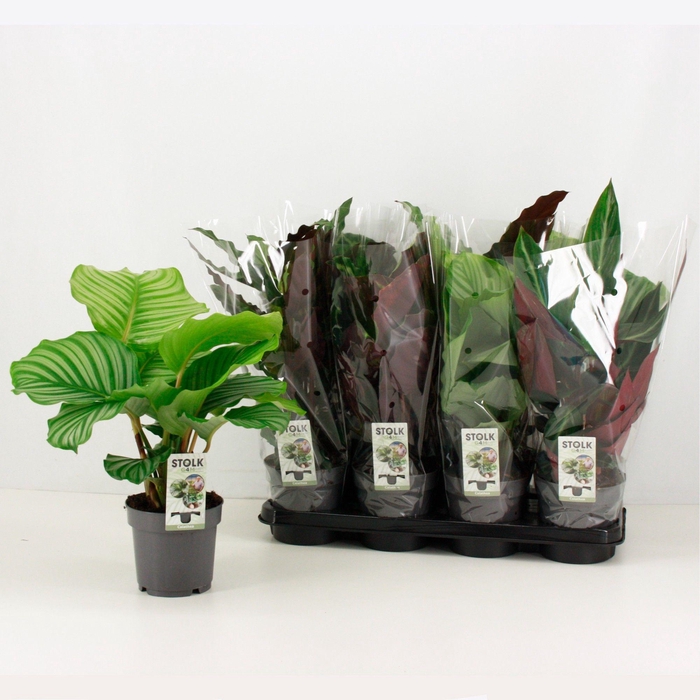 <h4>Calathea 14cm exclusive mix (rondbladige types)</h4>