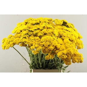 Achillea Parker Geel L 75