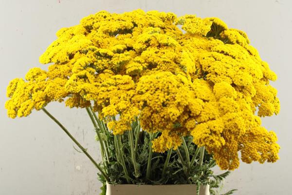 <h4>Achillea Parker Geel L 75</h4>