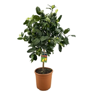 Citrus lemon meyer
