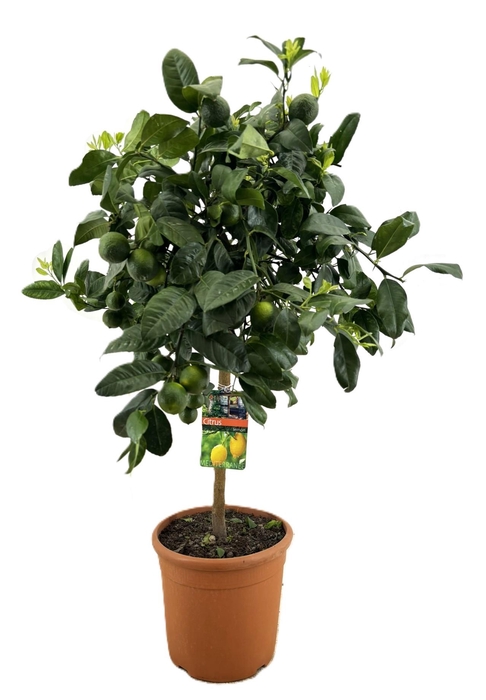<h4>Citrus lemon meyer</h4>