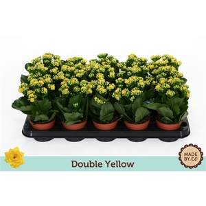 Kalanchoë Double Yellow - no sleeve