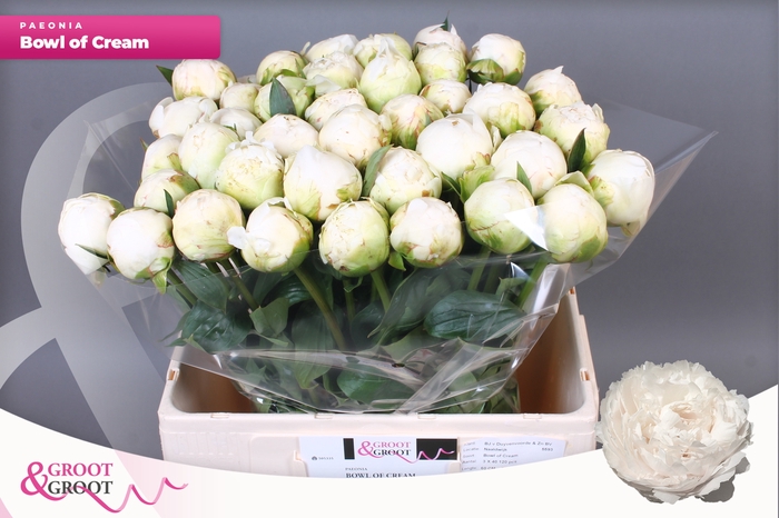 <h4>PAEO L BOWL OF CREAM</h4>