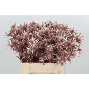 Eryn Orion Kl Bh Champagne