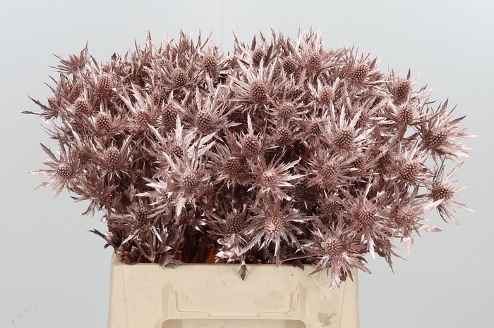 <h4>Eryn Orion Kl Bh Champagne</h4>