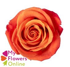 <h4>R Gr Orange Crush Orange 50cm EC</h4>