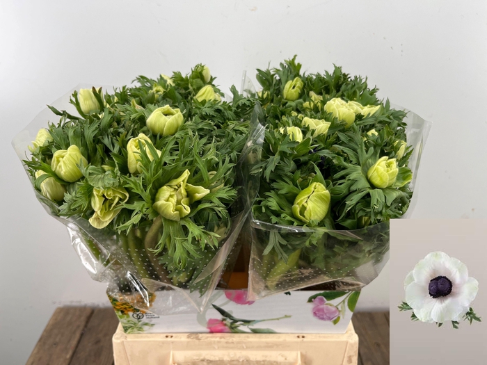 <h4>ANEM CO MAR PANDA</h4>