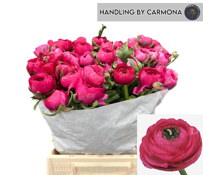 <h4>RAN EL HOT PINK</h4>