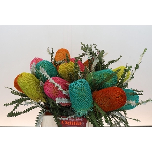 Banksia Spec. Mixed Colours