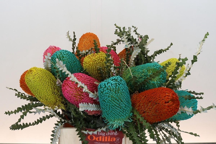 <h4>Banksia Spec. Mixed Colours</h4>