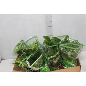 JIBOIA VERDE C13 PENDENTE