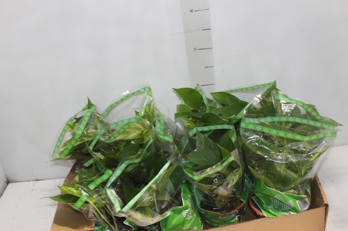 JIBOIA VERDE C13 PENDENTE