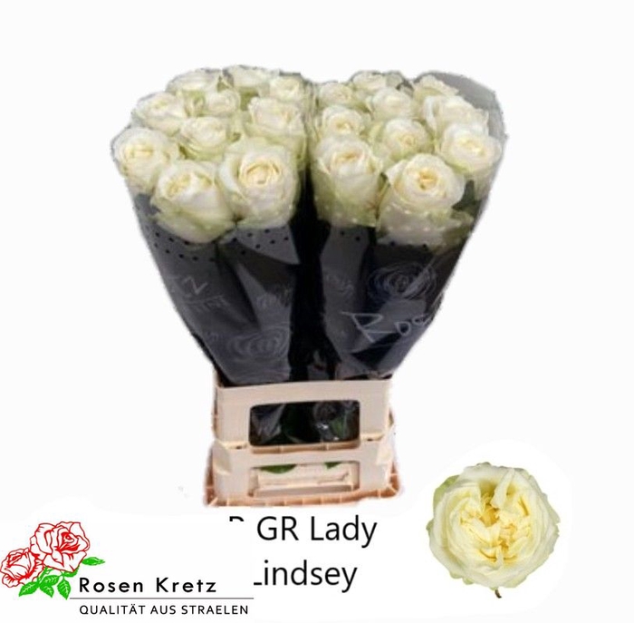 <h4>R GR LADY LINDSEY+</h4>