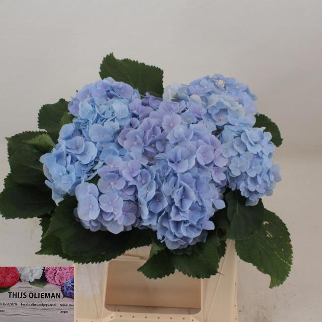 <h4>HYDR M CH VERENA BL</h4>
