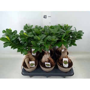 Ficus microcarpa 'Ginseng'
