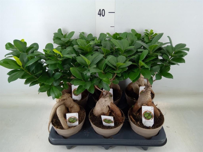 <h4>Ficus microcarpa 'Ginseng'</h4>