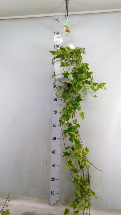 <h4>Hedera helix 'Goldchild'</h4>